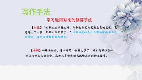 《1 白鹭》课件