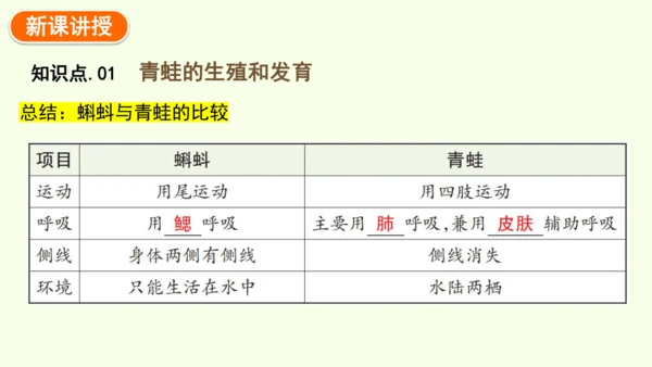 7.1.3两栖动物的生殖和发育-八年级生物人教版下学期同步精品课件(共31张PPT)