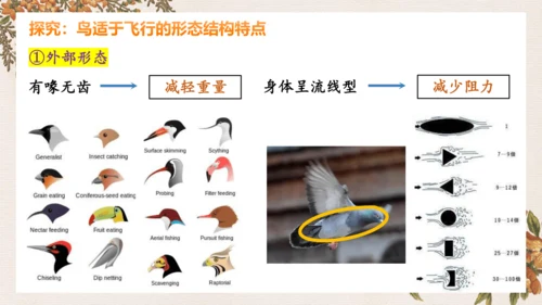 人教版生物八年级上册5.1.6《鸟》课件(共27张PPT)