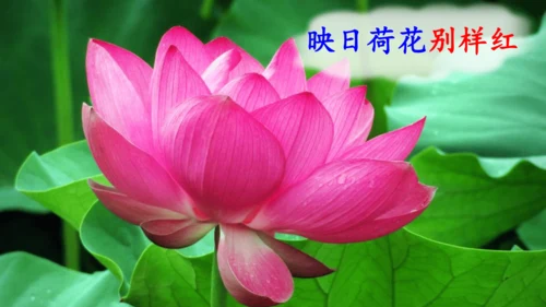 15 《古诗二首》（第一课时）——《晓出净慈寺送林子方》  课件