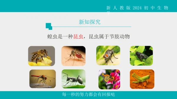 人教版生物七年级上册2.2.1《无脊椎动物》教学课件(共40张PPT)+视频素材