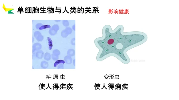 2.2.4 单细胞生物-2023-2024学年七年级生物上册优质教学课件（人教版）(共20张PPT)