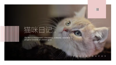 吸猫宠物猫咪日记通用PPT模板