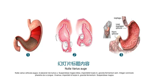 人体器官分布医学医疗ppt动态模板