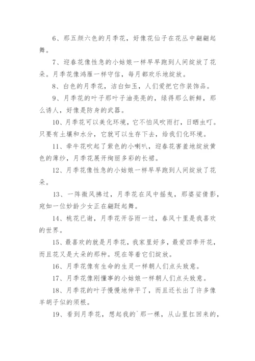 月季花的描写句子.docx