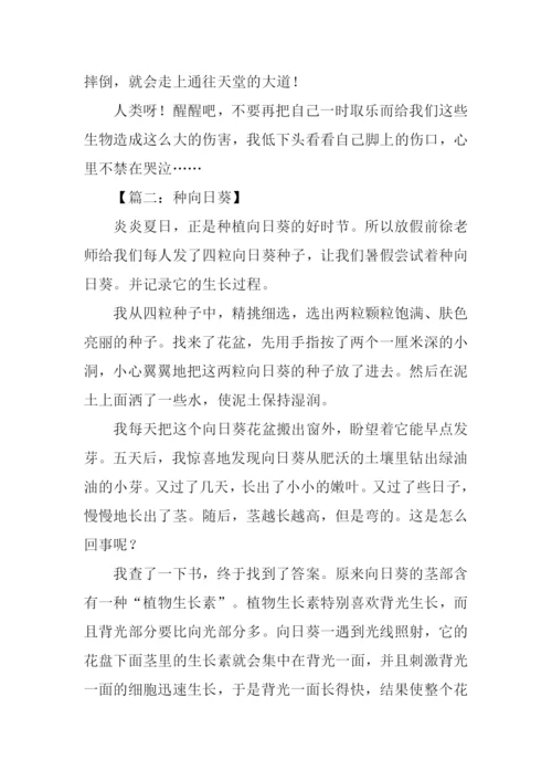 描写向日葵的作文.docx