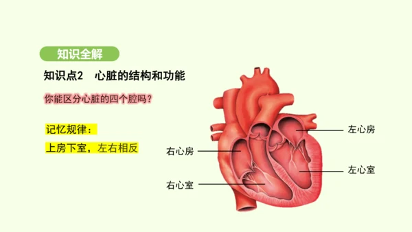 第四单元-第四章-第三节 输送血液的泵——心脏（第1课时）课件-2024-2025学年七年级生物下学