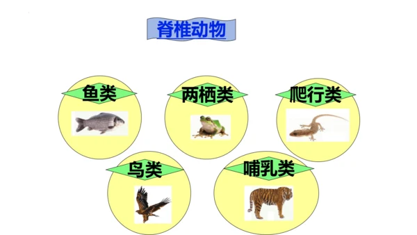 人教版生物七年级上册2.4.1《尝试对生物的分类》（教学课件）(共23张PPT)