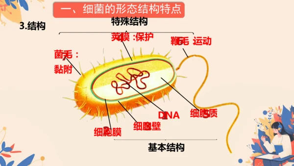 2.3.2细菌课件2024-2025学年人教版生物七年级上册(共18张PPT)