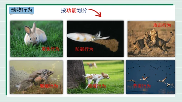 人教版生物八上 5.2.2先天性行为和学习行为(共18张PPT)+视频素材