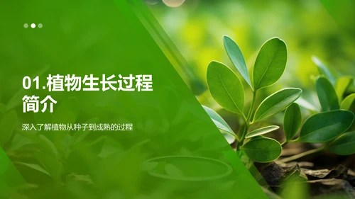 科学观察：植物生长之旅