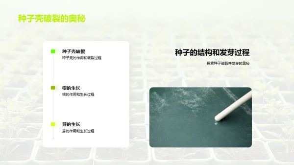 植物的奥秘世界