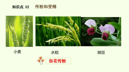 3.1.3开花和结果-七年级生物下学期同步精品课件（2024人教版）(共27张PPT)