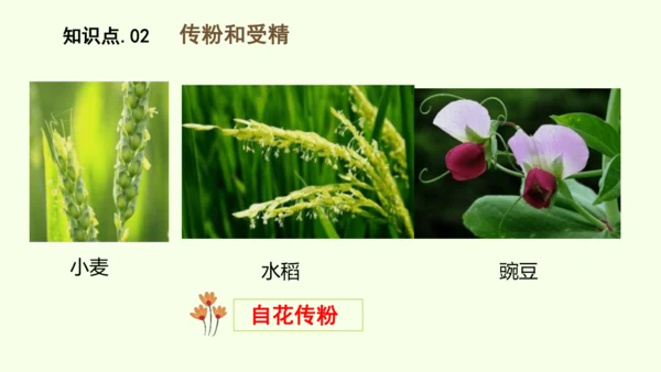 3.1.3开花和结果-七年级生物下学期同步精品课件（2024人教版）(共27张PPT)
