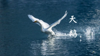 《天鹅》布丰天鹅湖通用PPT课件