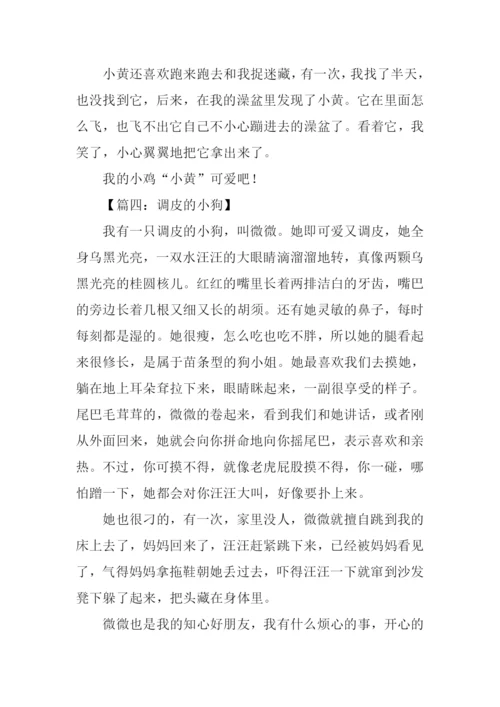 小动物的作文350字.docx