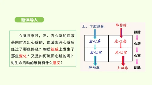 第四单元-第四章-第三节 输送血液的泵——心脏（第2课时）课件-2024-2025学年七年级生物下学