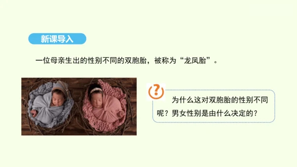 7.2.4人的性别遗传课件-人教版生物八年级下册(共31张PPT)