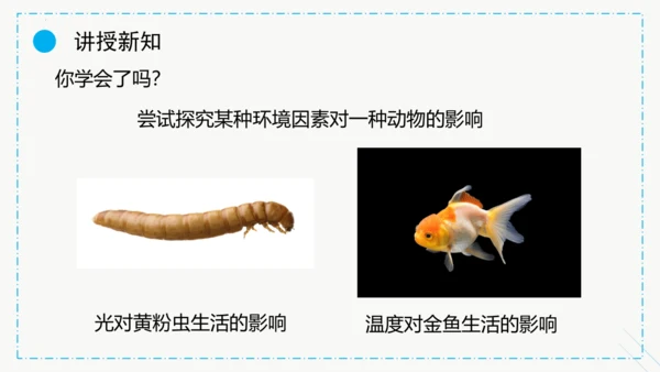 1.2.1生物与环境的关系课件2023--2024学年人教版生物七年级上册(共30张PPT)