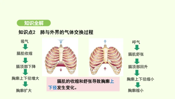 第四单元-第三章-第二节-发生在肺内的气体交换（第1课时）课件-2024-2025学年七年级生物下学