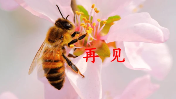 14《蜜蜂》课件