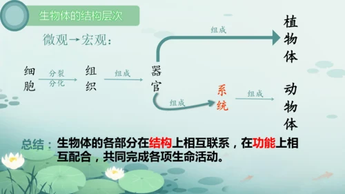 人教版（2024）七年级上册1.3.1植物体的结构层次 课件(共23张PPT)