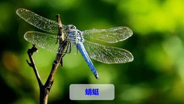 第4课《昆虫备忘录》（教学课件）
