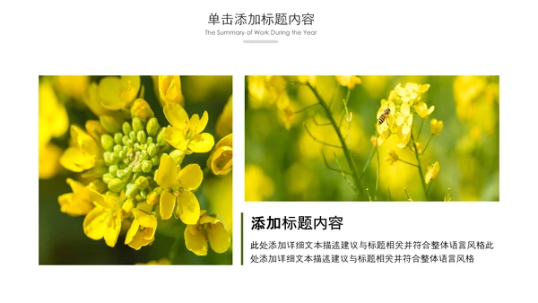 春天乡村旅游油菜花风景油菜花田PPT模板