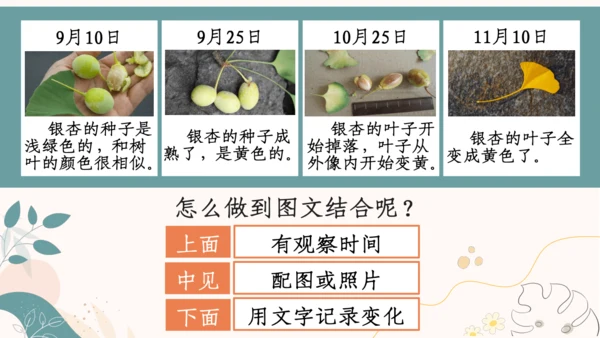 【四上课件】习作三：写观察日记