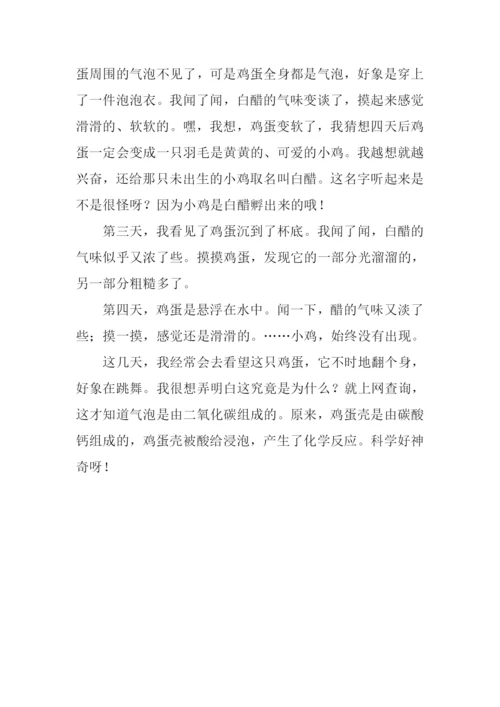 醋泡鸡蛋的作文.docx