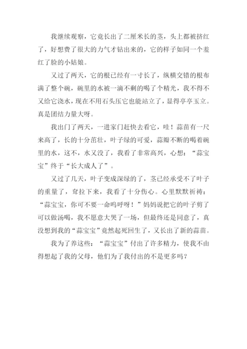 种大蒜作文四年级.docx