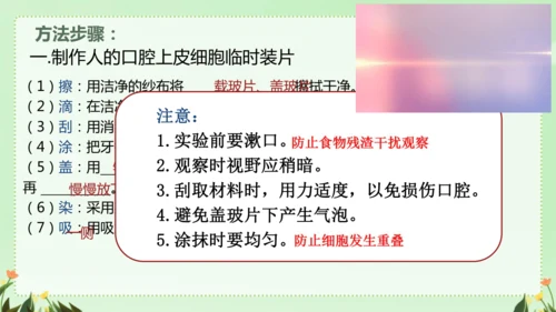 人教版（2024）七年级上册1.2.3 动物细胞 课件(共26张PPT)