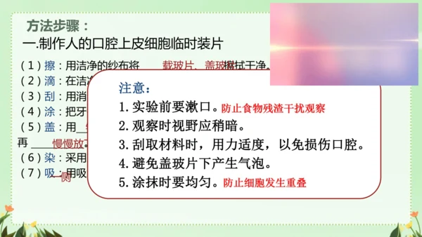 人教版（2024）七年级上册1.2.3 动物细胞 课件(共26张PPT)