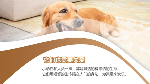宠物领养猫咪通用PPT模板