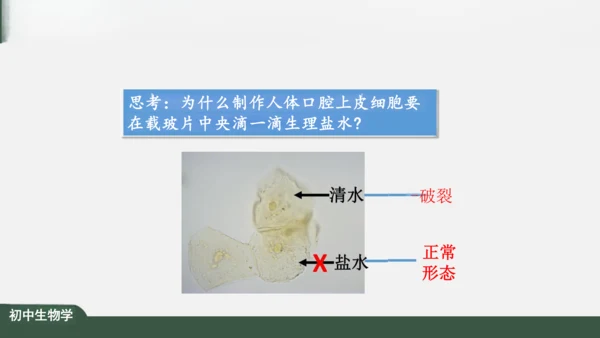 2.1.3 动物细胞 课件（共32张PPT）