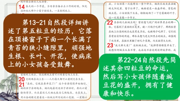 部编版四年级上册语文 5 一个豆荚里的五粒豆  课件