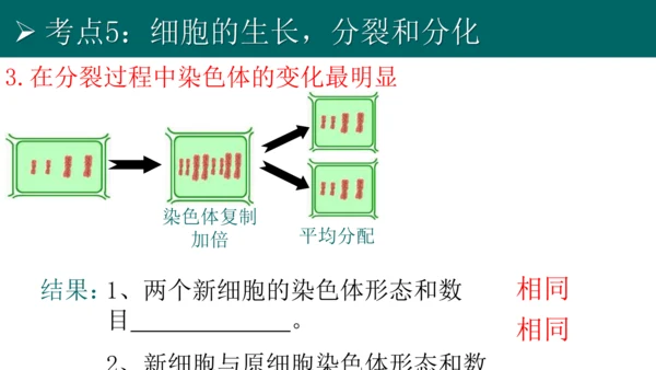 七上 第二单元生物体的结构层次-复习课件(共35张PPT)
