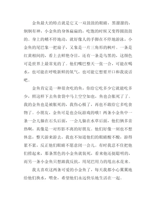 可爱的小金鱼作文450字.docx