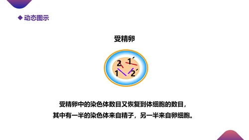 初高中生物课减数分裂作用PPT教学课件