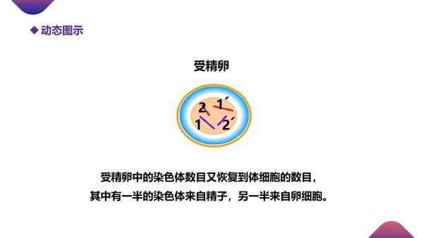 初高中生物课减数分裂作用PPT教学课件