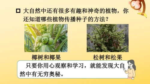 3 植物妈妈有办法  课件