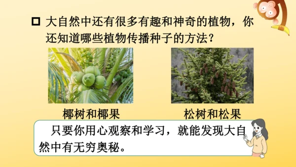 3 植物妈妈有办法  课件