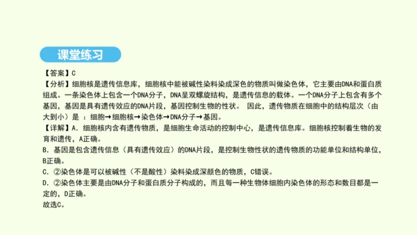 7.2.2基因在亲子代间的传递课件-人教版生物八年级下册(共29张PPT)