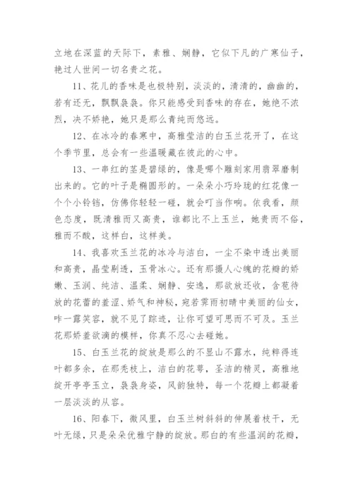 描写玉兰花的优美句子.docx