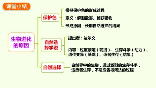 7.3.3生物进化的原因-八年级生物人教版下学期同步精品课件(共44张PPT)