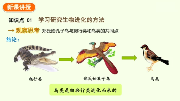7.3.2生物进化的历程-八年级生物人教版下学期同步精品课件(共34张PPT)