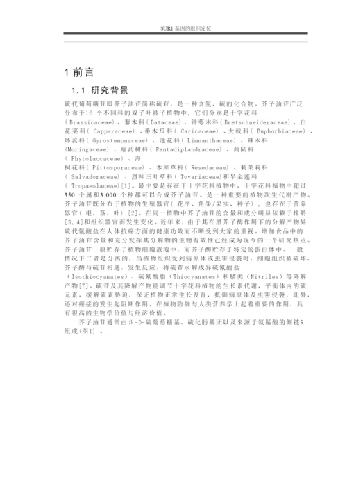 毕业论文—SUR1基因的组织定位.docx