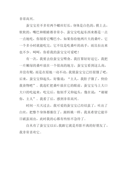 蚕宝宝作文300字.docx