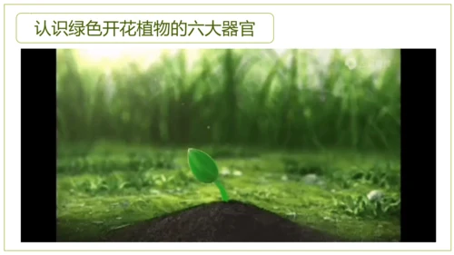 2.2.3植物体的结构层次 【说课课件】2023--2024学年人教版生物七年级上册(共42张PPT