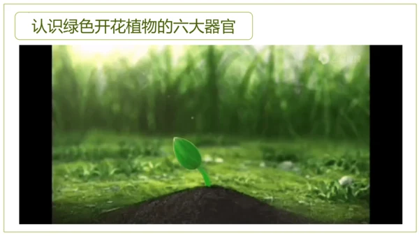 2.2.3植物体的结构层次 【说课课件】2023--2024学年人教版生物七年级上册(共42张PPT